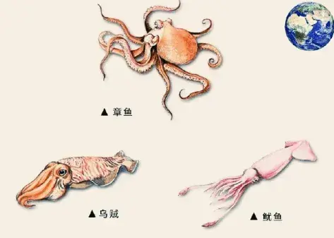 章鱼为什么是外星生物_章鱼的复杂基因