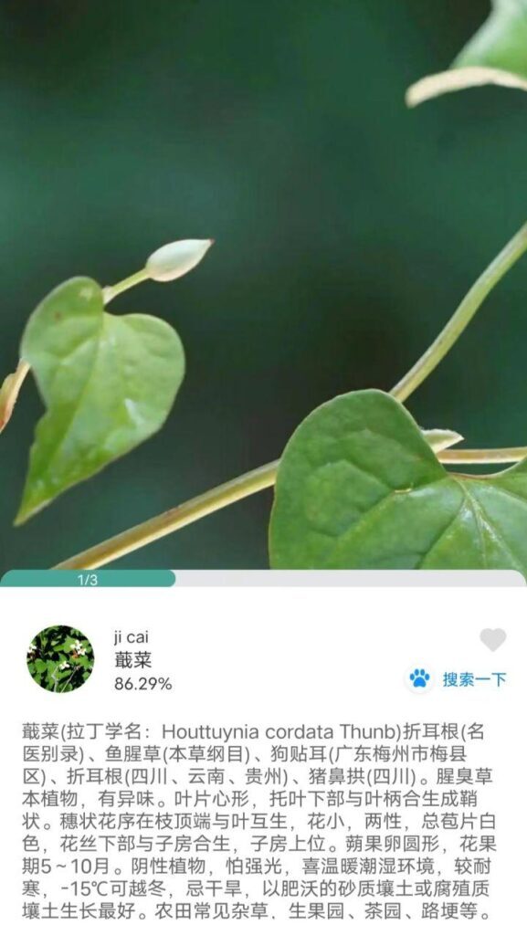 植物识别APP哪个好_植物识别APP推荐
