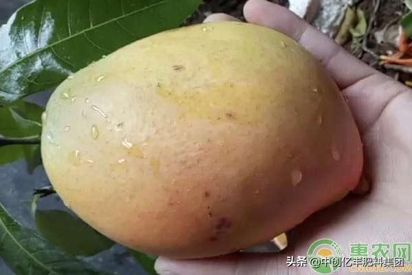 芒果种子怎么种_芒果种子的种植方法