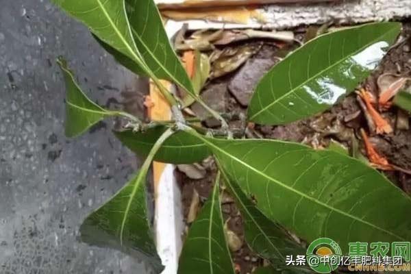 芒果种子怎么种_芒果种子的种植方法