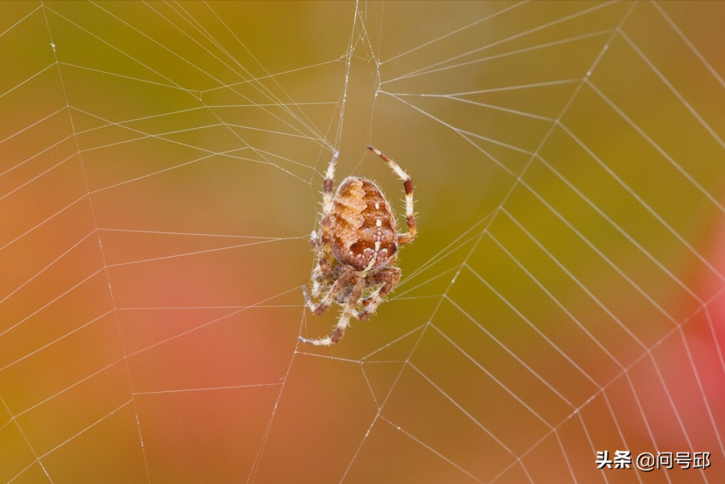 蜘蛛网的形状都一样吗_蜘蛛网的形状和结构