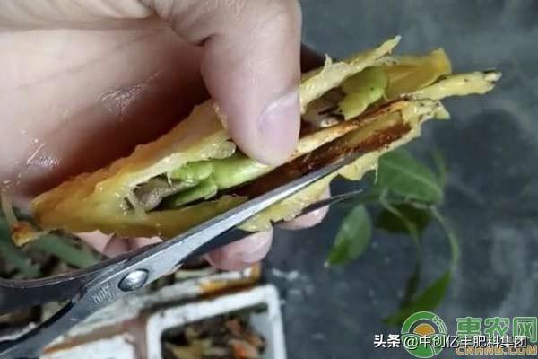 芒果种子怎么种_芒果种子的种植方法