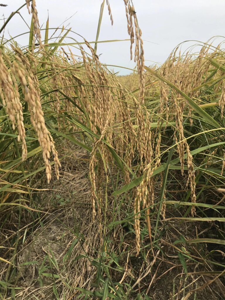 糙米是什么米_糙米的营养价值