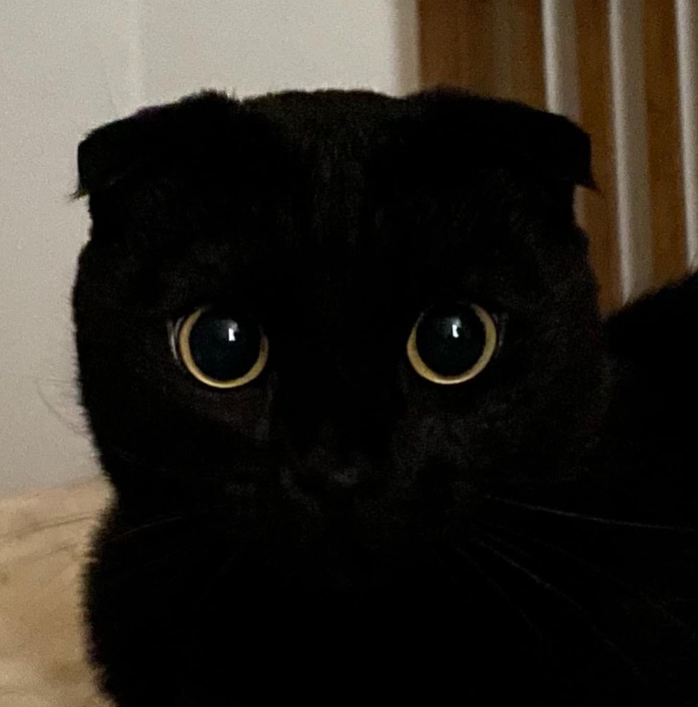 一只猫咪可以有多黑_看完你就知道啦