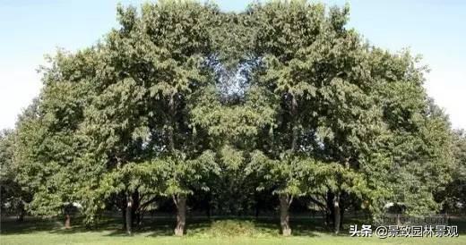 乔木有哪些_常见的乔木树种介绍