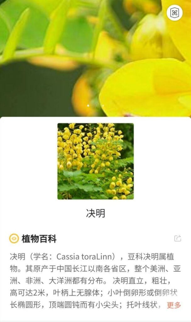 植物识别APP哪个好_植物识别APP推荐