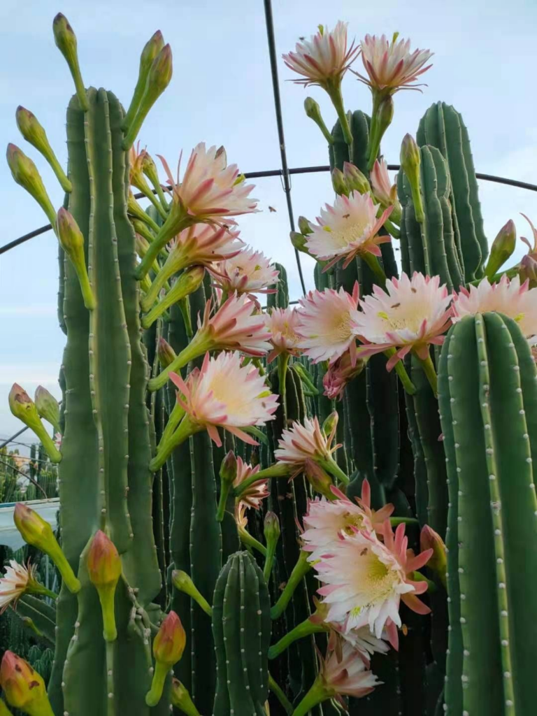 镇宅花有哪些_镇宅花的种类介绍