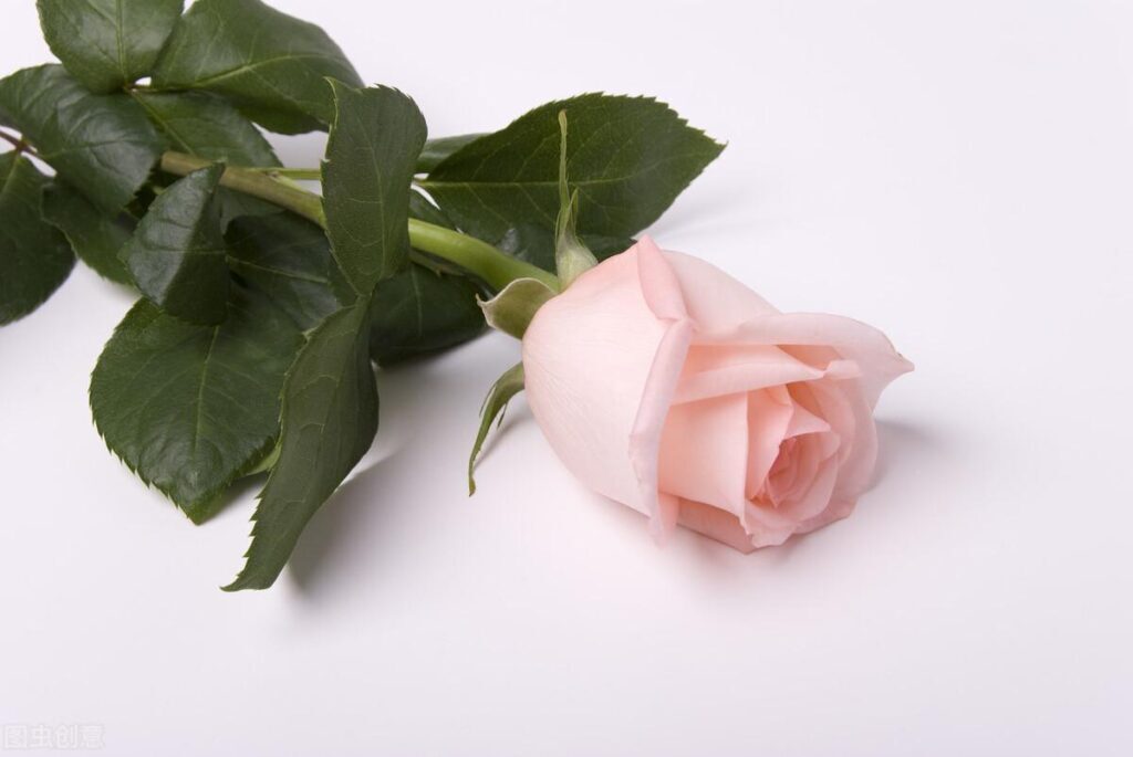 粉玫瑰花语是什么_粉玫瑰的花语和养护