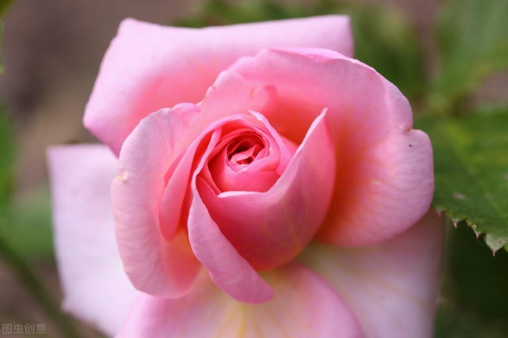 粉玫瑰花语是什么_粉玫瑰的花语和养护