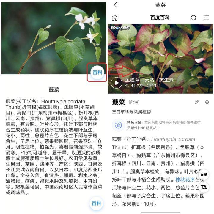 植物识别APP哪个好_植物识别APP推荐