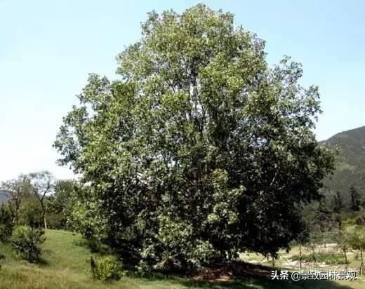 乔木有哪些_常见的乔木树种介绍