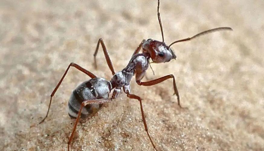 蚂蚁怕什么东西_蚂蚁的消灭方法