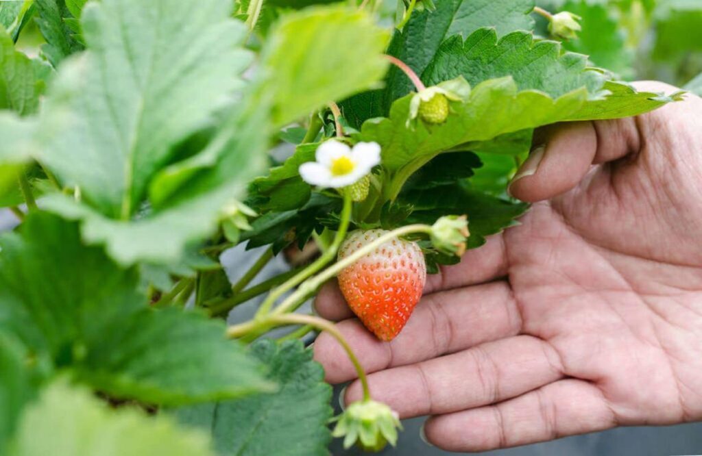 草莓苗为什么一年一换_草莓苗一年一换的原因