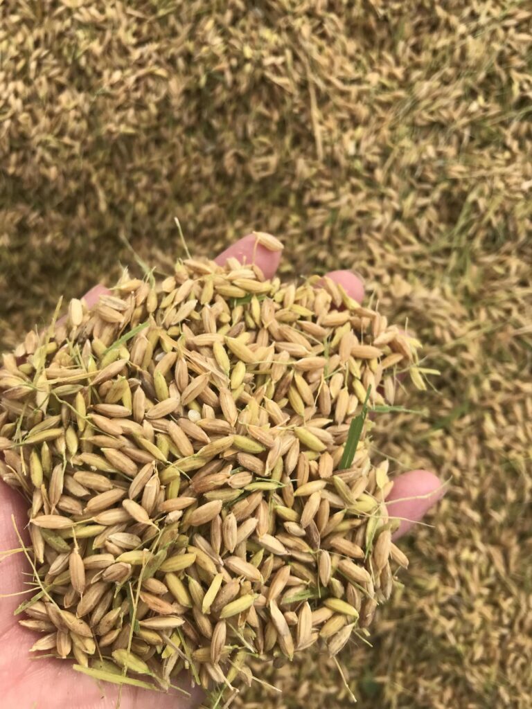 糙米是什么米_糙米的营养价值