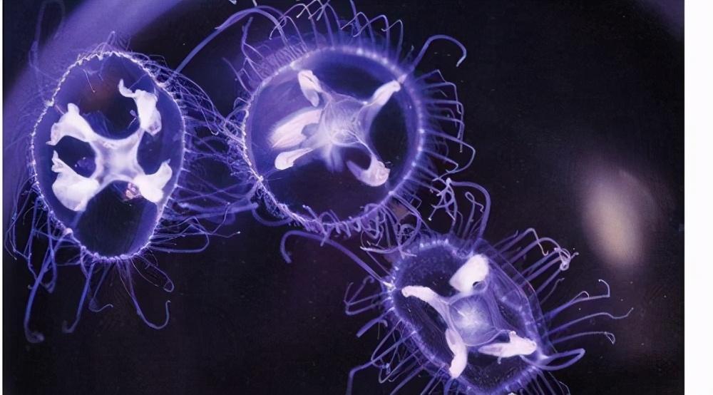 世界上最稀有的水母_你见过吗