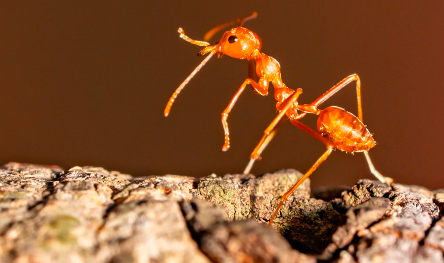 红火蚁有多恐怖_红火蚁的恐怖和危害