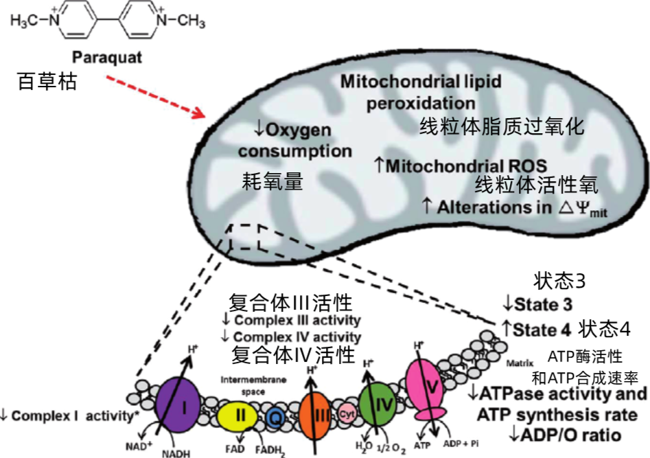 百草枯究竟有多毒_百草枯的毒性