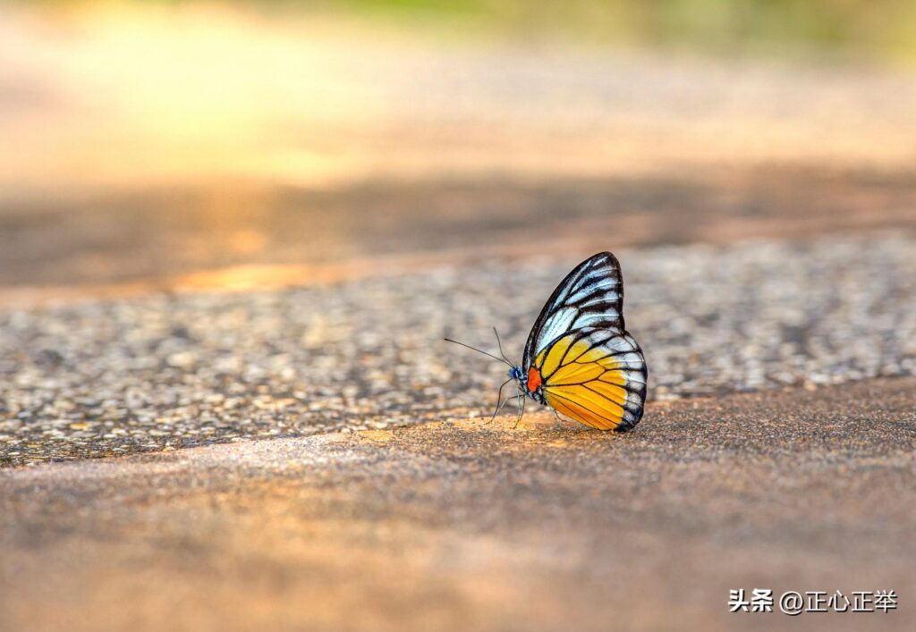 幸福是什么_幸福的定义