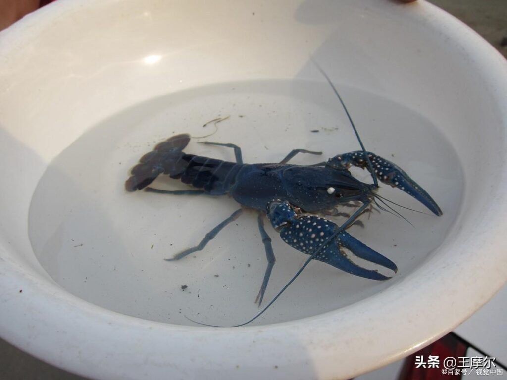 重金属污染有什么危害_重金属污染的危害和治理