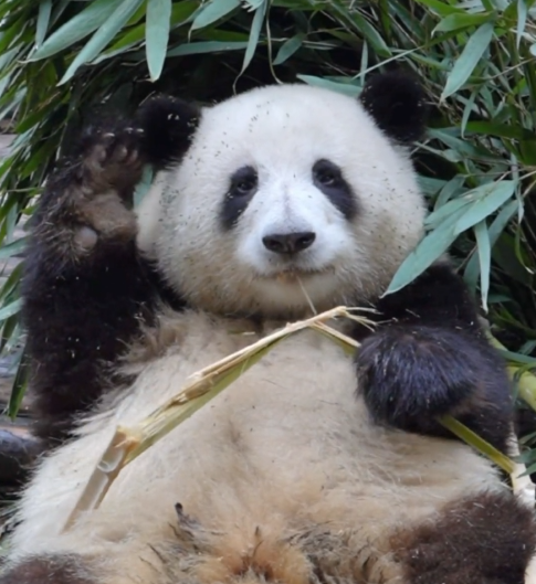 熊猫花花为何怎么火_熊猫花花圈粉无数