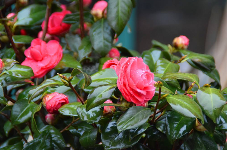 茶花应该怎么养_茶花的基本养护要求