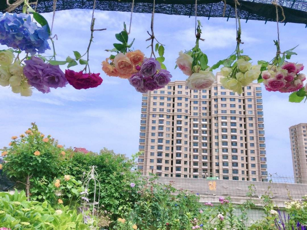 如何制作干花_干花的制作步骤