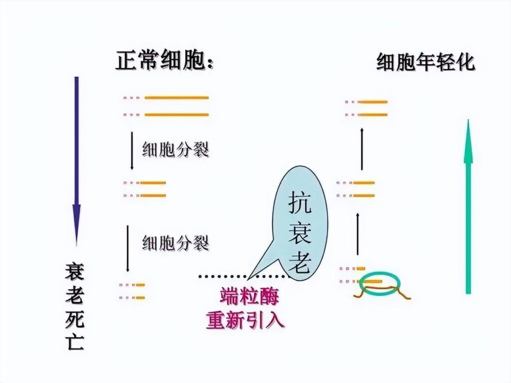 衰老本质是什么_衰老的本质和延缓