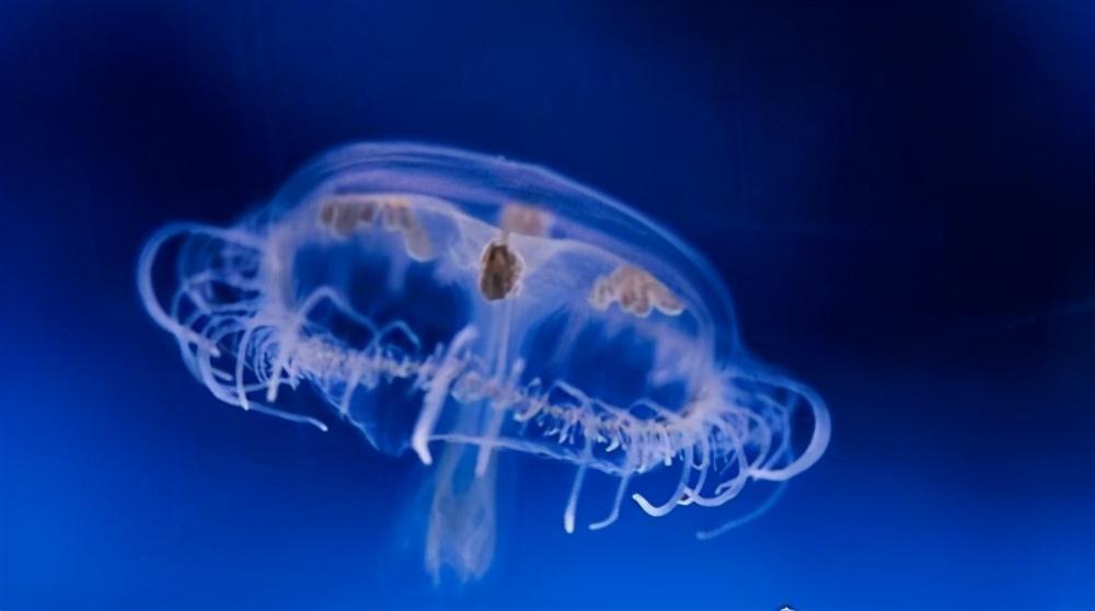 世界上最稀有的水母_你见过吗