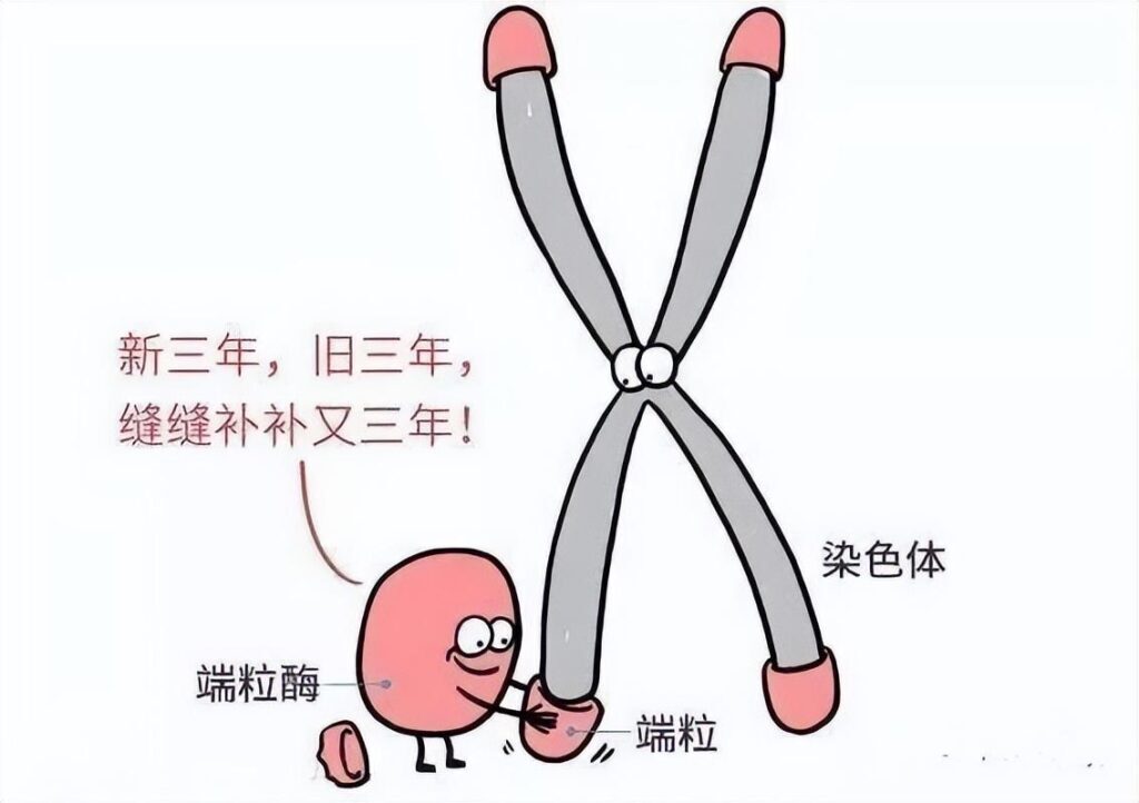 衰老本质是什么_衰老的本质和延缓