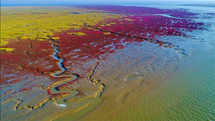 红海滩是什么植物_一文解答