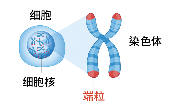 衰老本质是什么_衰老的本质和延缓