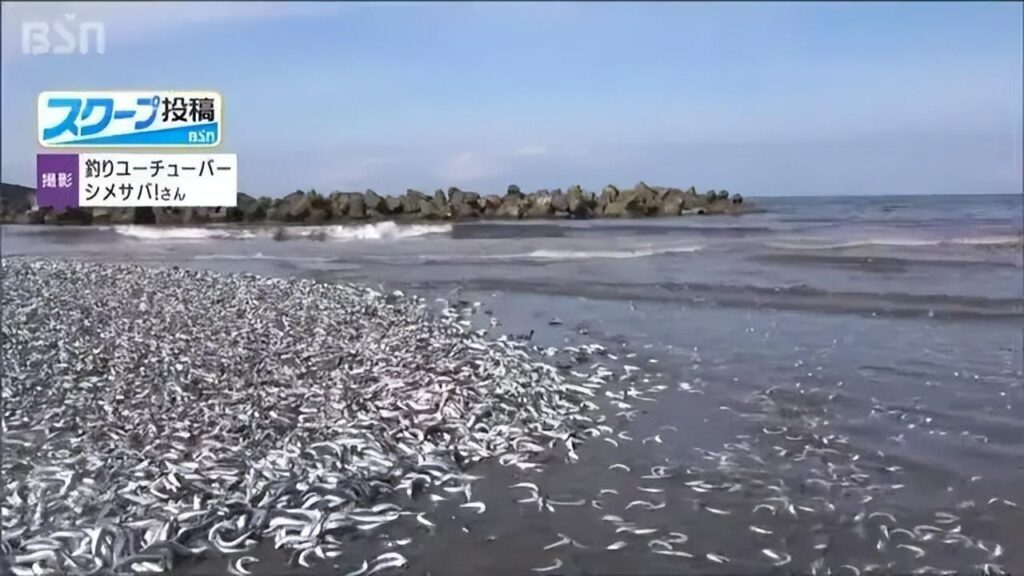 日本沙滩现大量沙丁鱼怎么回事_日本沙滩现大量沙丁鱼详情