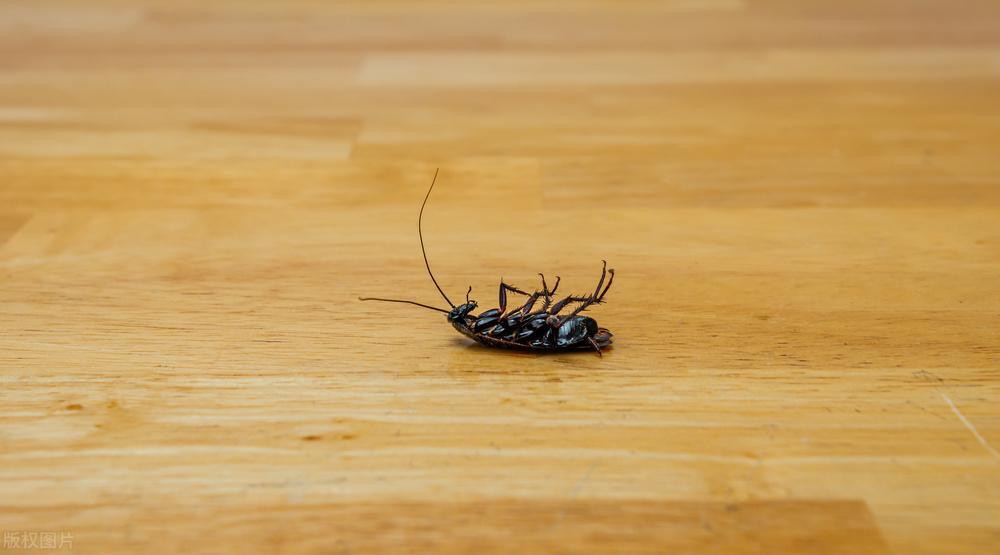 家里有蟑螂怎么办_蟑螂出现的原因和消灭方法