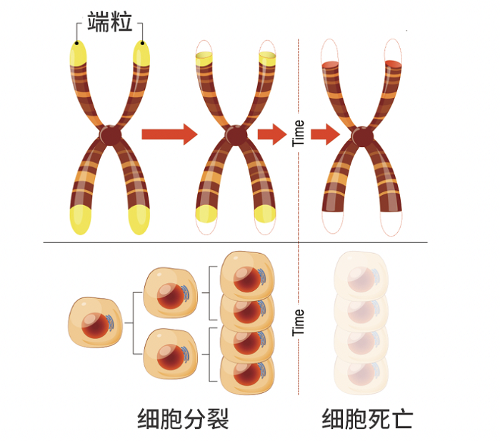 衰老本质是什么_衰老的本质和延缓