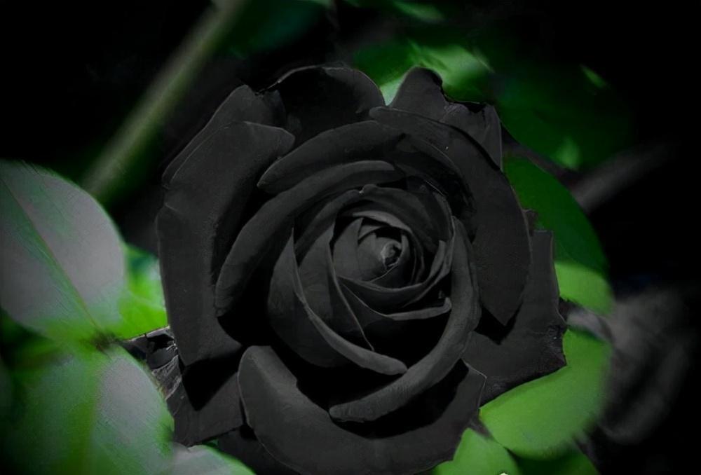什么是黑色玫瑰_黑色玫瑰的独特之处