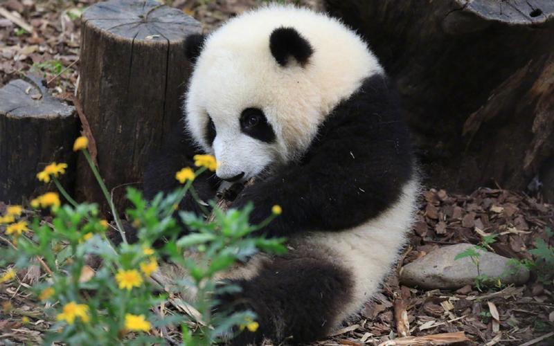 熊猫花花为何怎么火_熊猫花花圈粉无数