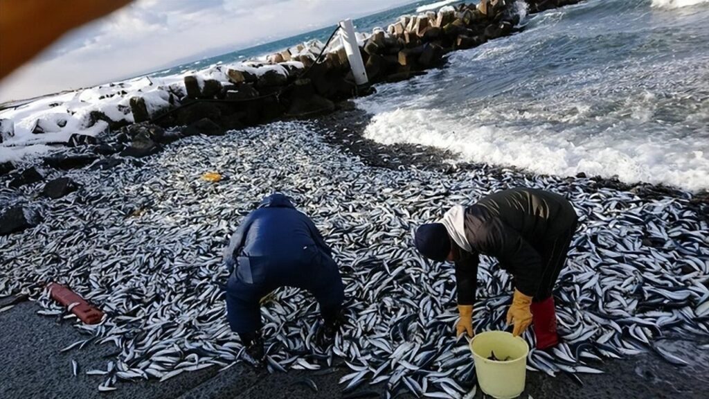 日本沙滩现大量沙丁鱼怎么回事_日本沙滩现大量沙丁鱼详情