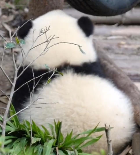 熊猫花花为何怎么火_熊猫花花圈粉无数