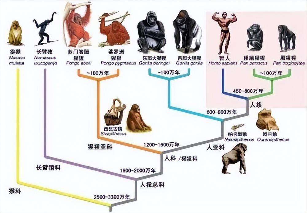 人类到底来自哪里_生命的起源和演变过程