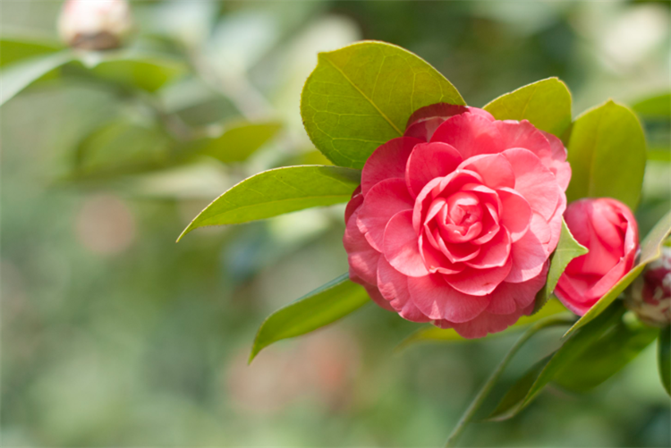 茶花应该怎么养_茶花的基本养护要求