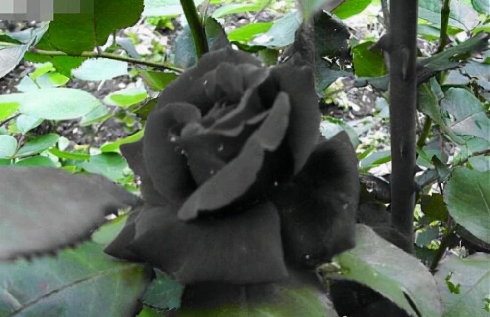 什么是黑色玫瑰_黑色玫瑰的独特之处