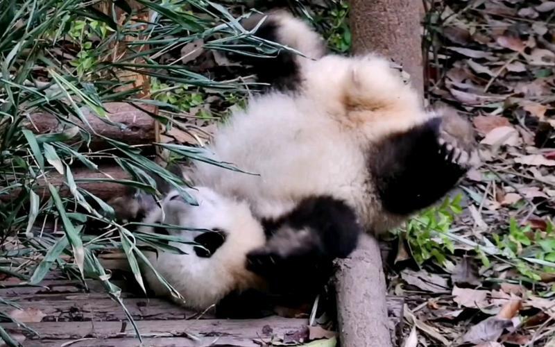 熊猫花花为何怎么火_熊猫花花圈粉无数