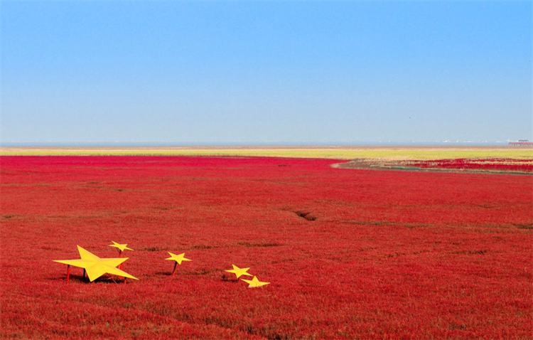 红海滩是什么植物_一文解答