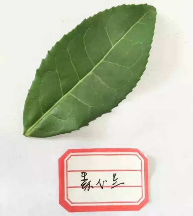 什么是素心兰岩茶_素心兰岩茶的品种