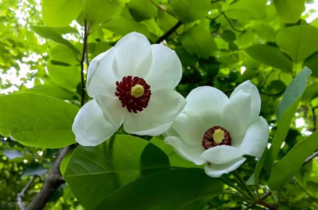 油性皮肤如何护肤_油性皮肤的护肤技巧