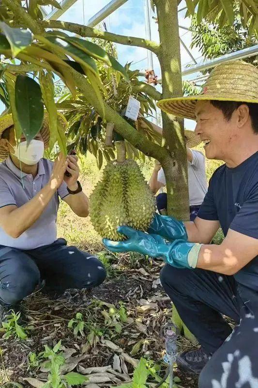 榴莲自由有希望了吗_三亚榴莲成功挂果