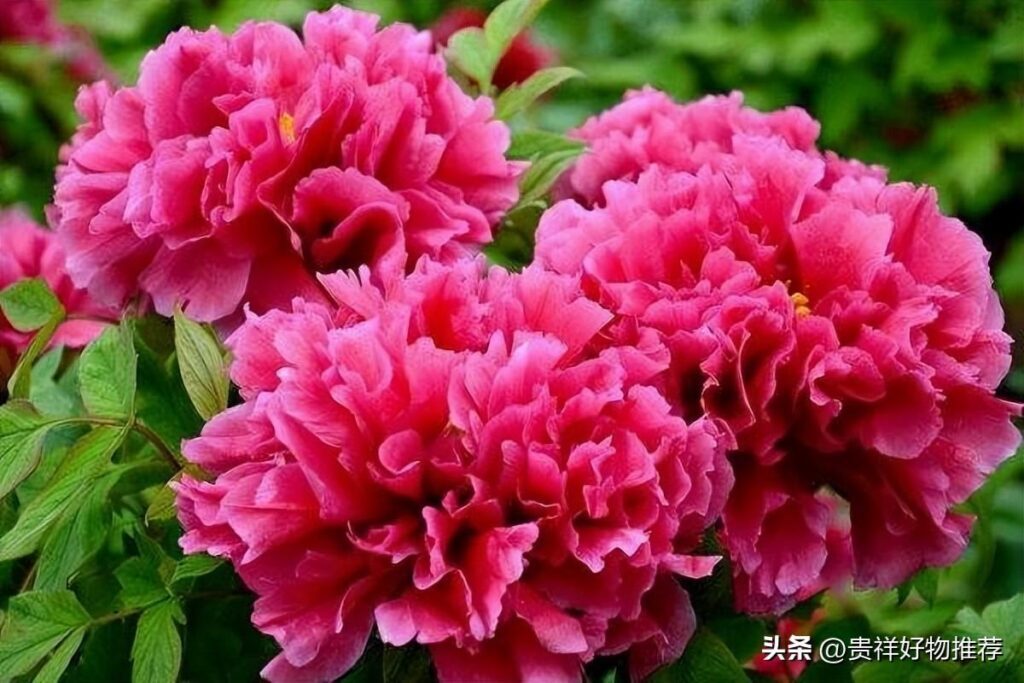 中国的国花是什么_中国的国花介绍