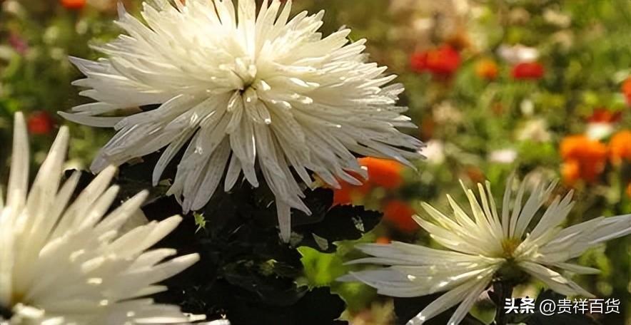 清明节上坟买鲜花还是买假花好_清明节上坟常用的花卉