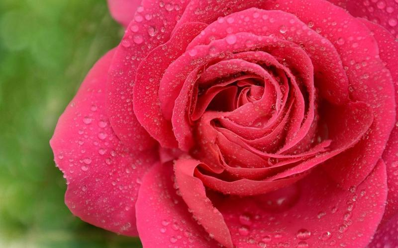 玫瑰的花语有哪些_不同颜色的玫瑰花语你知道吗
