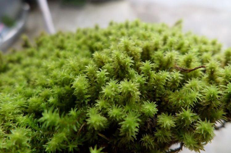苔藓如何养护_苔藓直接铺上去能活吗
